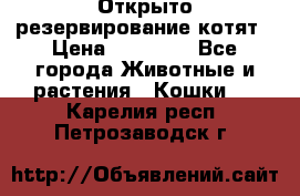 Открыто резервирование котят › Цена ­ 15 000 - Все города Животные и растения » Кошки   . Карелия респ.,Петрозаводск г.